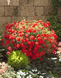 Check spelling or type a new query. Temari Red Cheerful Clusters Of Flowers Perfect For Hanging Baskets