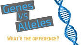 This video handout is for the alleles and genes video made by the amoeba sisters and hosted on youtube. Alleles And Genes Youtube