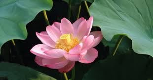 Lotus Sign Padma Chinha In Hand Lotus Flower Meaning Lotus Flower Images Lotus Flower Tattoo Design