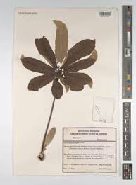 Image result for Cecropia pachystachya