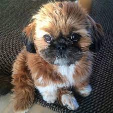 Shih Tzu Shih Tzu Puppy Shih Tzu Cute Dogs And Puppies
