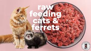 Raw Feeding Cats Ferrets The Raw Feeding Community