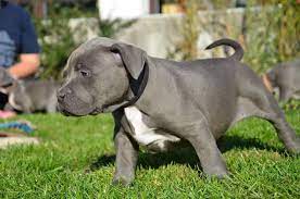 1 y/o female blue nose pitbull. Pitbull Puppies With Papers For Pitbull Puppies World Facebook