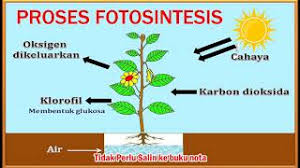 Nota sains tahun 4 (kssr) 1. Sains Tahun 4 Fotosintesis Bahagian 1 Youtube