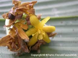 Image result for Curculigo latifolia