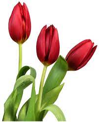 Gallery Recent Updates Flower Clipart Watercolor Tulips Tulips Flowers