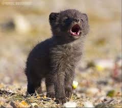 Image result for wolf cub