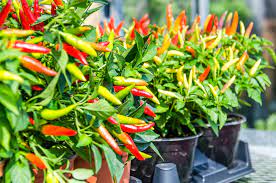 Here's a quick breakdown on when, where, and how to plant these hot peppers. How To Grow Ornamental Peppers