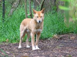 Dingo Dingo Wallpapers Pics Fun Animals Wiki Videos Pictures Stories Dingo Pics Animals