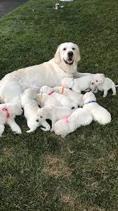You may either find your future puppy amongst our published golden retriever puppies for sale or, based on a special search, we will locate your future golden. English Cream Golden Retrievers Minnesota Home Facebook