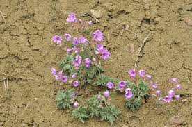 Image result for Geranium aculeolatum