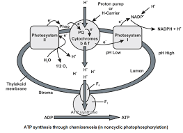 Learn Chemiosmotic Hypothesis Meaning Concepts Formulas Through Study Material Notes Embibe Com