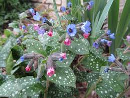 Each plant is only a few inches high, and the widest are about 8 inches (20 cm) at the base. Plant With Purple And Green Leaves And Pink Flowers Novocom Top