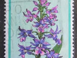 Image result for Disa welwitschii