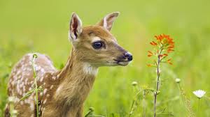 Unlike other types of syringes, mosie is the only syringe specifically designed for insemination. Baggrunde Hjort Natur Dyreliv Baby Dyr Whiskers Graesarealer Fauna Pattedyr 1920x1080 Px Snude Graes Familie Organisme Hvide Tailed Hjorte Moskus Radyr Fawn Terrestrial Animal 1920x1080 Coolwallpapers 773412 Baggrunde Wallhere