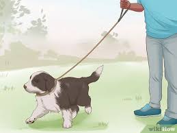 Breckamore smooth collies where located in the heart of north yorkshire in the yorkshire vet country /james herriot country. 4 Ways To Exercise A Border Collie Puppy Wikihow
