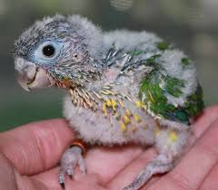 Baby Conure Pet Birds Conure Parrots Funny Birds