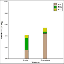 Image result for Oreophyton
