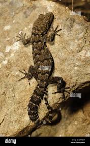 Image result for Kotschya carsonii