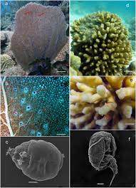 Image result for Microcoelia corallina