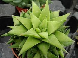 Image result for Euphorbia baylissii