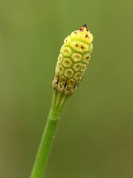 Image result for Equisetum ramosissimum