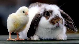 All bank holiday dates are accurate at the time of. When Is Easter 2016 Bank Holiday Dates And More Manchester Evening News