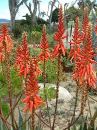 Image result for Aloe wollastonii
