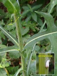 Image result for Lactuca ugandensis