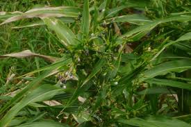 Image result for Coix lacryma-jobi