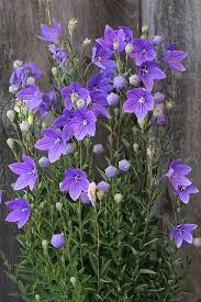Why do you need to prune a balloon flower? Platycodon Grandiflorus Balloon Flowers Purple Flowers Beautiful Flowers