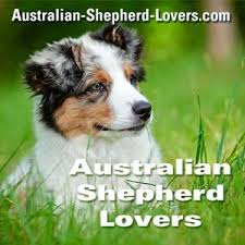 4 females (3 red merle and 1 tri coloured female).5 males (3 red merle and 2 tri colored ma. Australian Shepherd Breeders Ohio