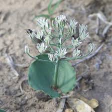Image result for Eriospermum