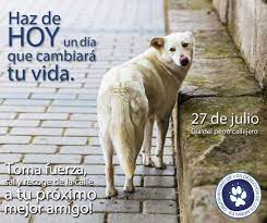 Día internacional del community manager y del profesional del social media ; Hermosas Imagenes Para Descargar De Perros En El Dia Internacional Del Perro Callejero
