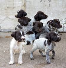 45 to 75 pounds life span: 15 Unique Female German Shorthaired Pointer Puppies For Sale In 2020 German Wirehaired Pointer Puppy Pointer Puppies German Wirehaired Pointer