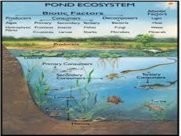 10 Biotic Factors In The Ocean Image Result For Permaculture Diagrams Ecosystems Ecosystems Projects Environmental Science