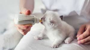 Sedikit berbeda dengan tipe kering, makanan kucing tipe basah/wet food digilai oleh para kucing karena memiliki tekstur lembut, berair, mudah dimakan, dan mengandung potongan daging. 8 Cara Merawat Kucing Umur 2 Minggu Arenahewan Com
