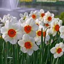 Daffodil Barret Browning Daffodils Daffodil Flower Daffodil Bulbs