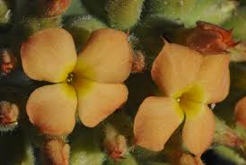Image result for Kalanchoe lanceolata