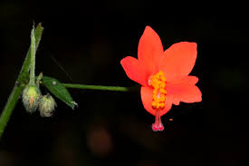 Image result for Hibiscus migeodii