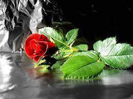Ecran de veille et ecrans de veille. Animated Free Gif A Beautiful Red Rose To Give It Away To Your Favor Red Rose Pictures Beautiful Red Roses Blue Flower Wallpaper