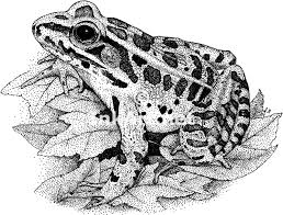 Black And White Frog Species Pin On Coloring Pages