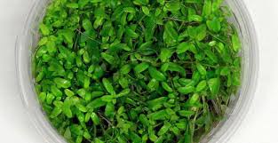 Image result for Elatine triandra