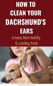 How To Clean Your Dachshund S Ears Dachshund Dachshund Puppy Training Dog Ear Cleaning Solution