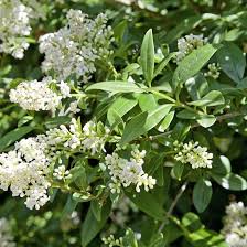 Liguster Atrovirens Beliebte Heckenpflanze En 2020 Vegetal Plante