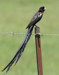 Black Bird With Long Tail And Red Beak The World S 11 Most Beautiful Birds In 2020 Most Beautiful Birds Beautiful Birds Pretty Birds