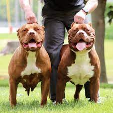 Check spelling or type a new query. Xl Xxl Pitbull Xl Xxl American Bully Puppies In Ohio Xl American Bully Breeders In Nw Ohio