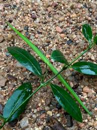 Image result for Secamone africana