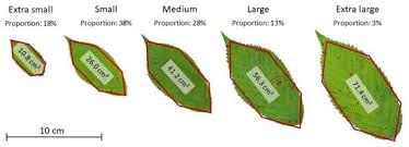 If you produce items that need to be kept separate from your pan or tray, our liners are the ideal choice. Remote Sensing February 1 2021 Browse Articles