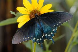 They also kill pipevine swallowtail there are many types of aristolochia you can plant to entice pipevine swallowtails (battus philenor) to host their caterpillar babies in your garden. Pipevine Swallowtail Host Plant Dutchman S Pipevine Butterfly Pictures Swallowtail Butterfly Butterfly